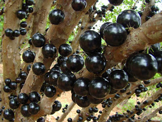 Jaboticaba Fruit Pictures