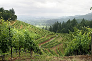 Lindas colinas en Napa Valley