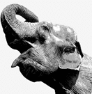 PosgtresSQL Elephant