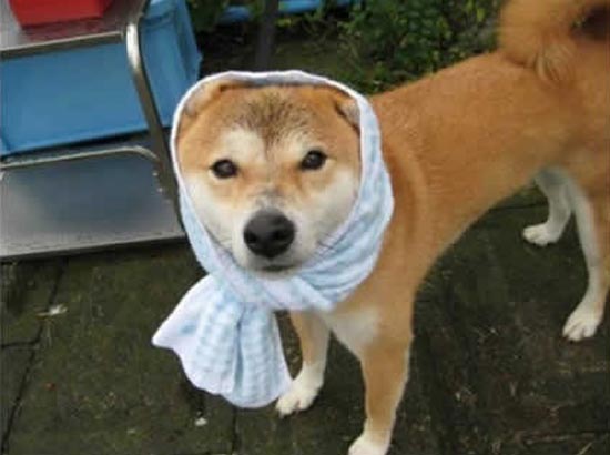 Chó đeo khăn choàng