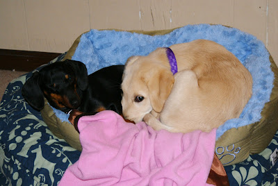 Texas and Baby Pompei are curled up toghethor in a small dog bed