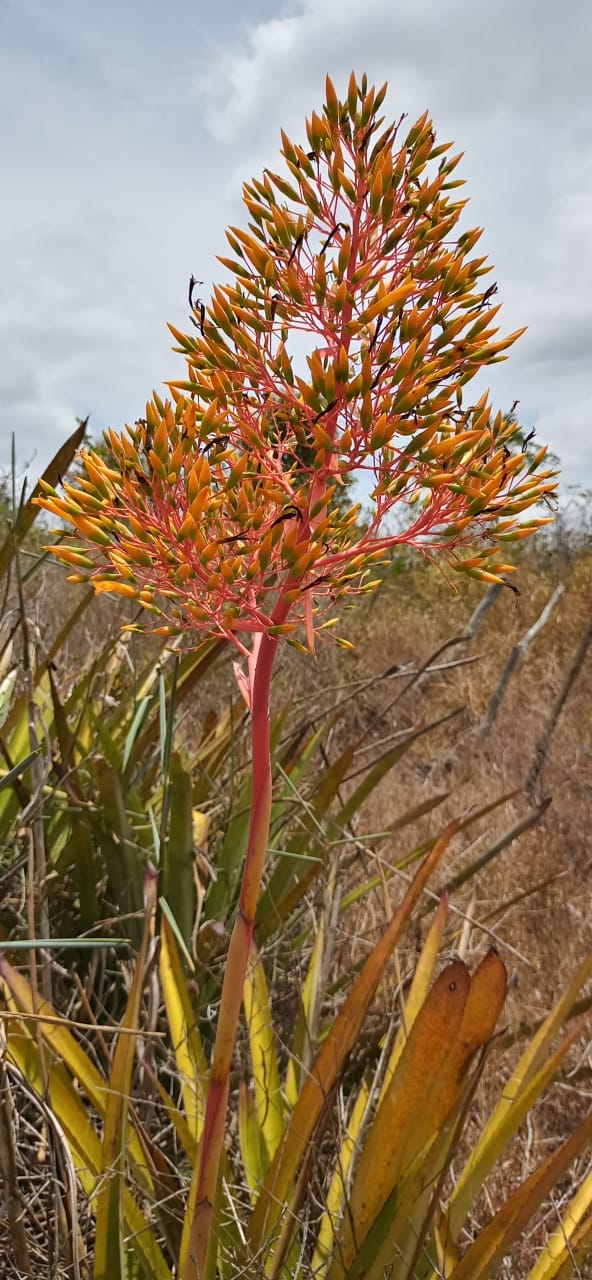 COMO PLANTAS NATIVAS DA ÁFRICA CENTRAL VIERAM PARAR EM BOM CONSELHO