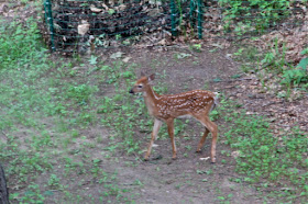 mid-June fawn--how quickly they grow!