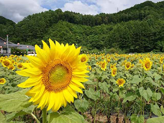 平谷 ひまわり