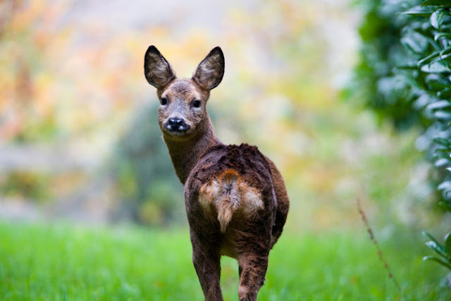 Wow! Lindas fotos de animais selvagens