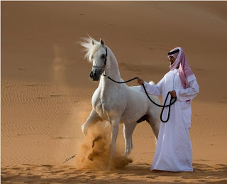 [arabian+horse2.bmp]