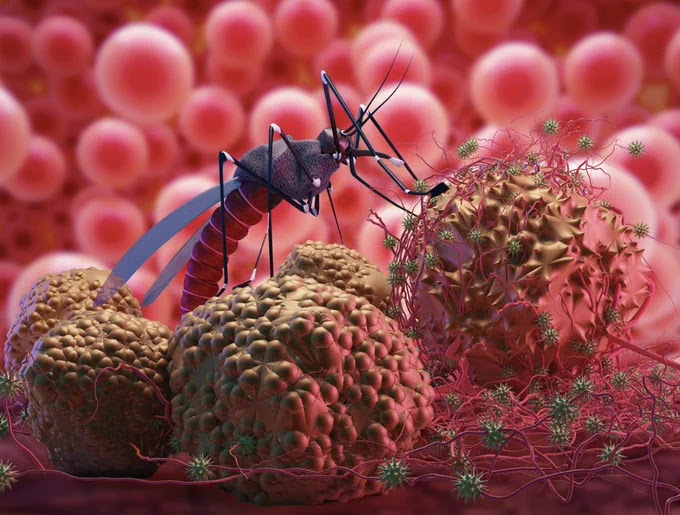 Cancer Drugs May Bring an End to Malaria According to Research