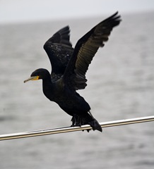 Walvis Bay 09