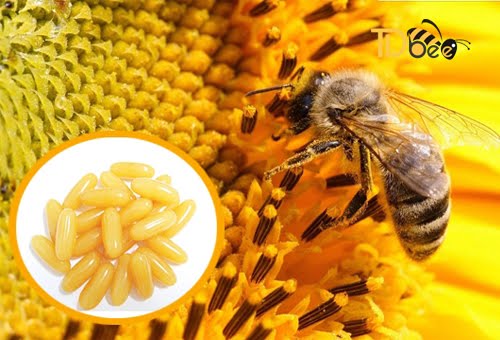 cách bảo quản sữa ong chúa dạng viên nang