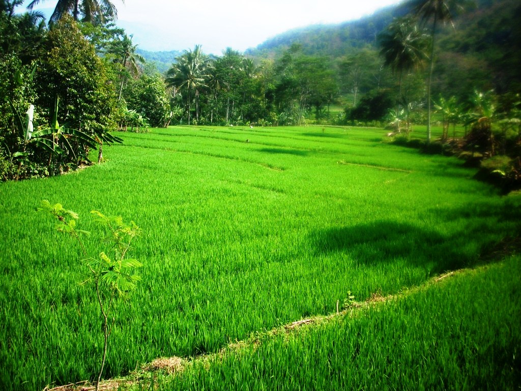 Gambar Sawah Indah dan Sejuk - Lucu dan Keren