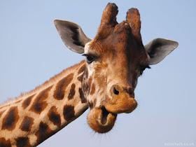 Cute Giraffe