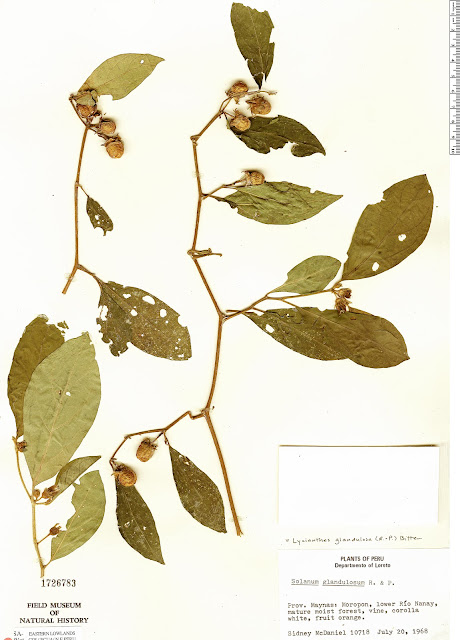 Lycianthes glandulosa