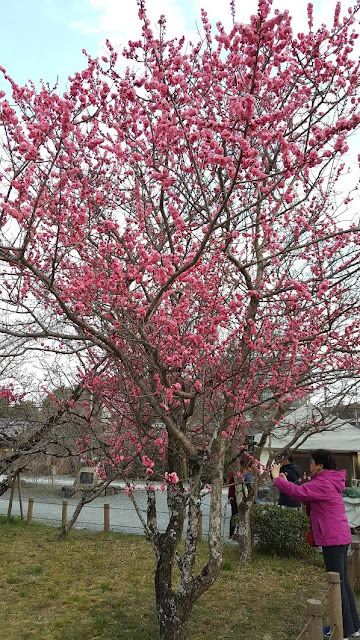 kyoto arashiyama nakonoshima park cherry blossom