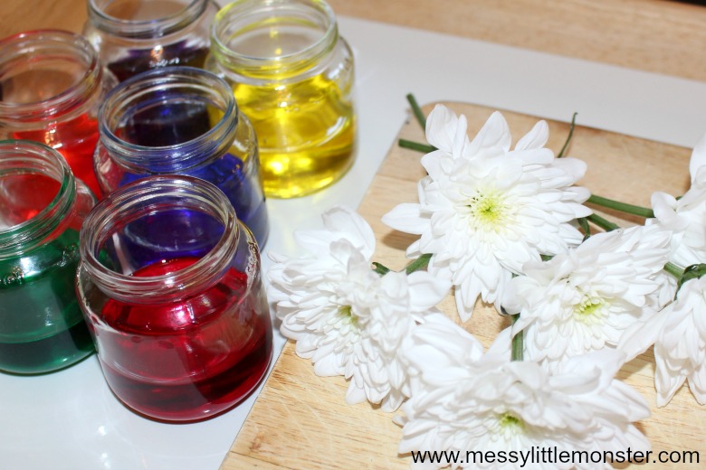 Colour Changing Flowers Science Experiment for kids