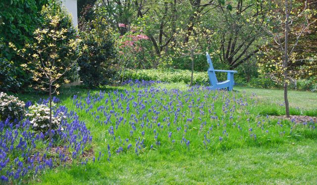 Rough grass and grape hyacinths (Muscari armenicum) under spring flowering trees near the house.