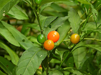 Jerusalem Cherry in Wanling Park