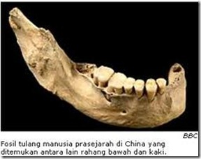 Fosil Manusia Prasejarah