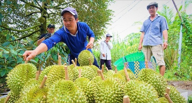 Lý do nhiều rau quả chủ <a href=