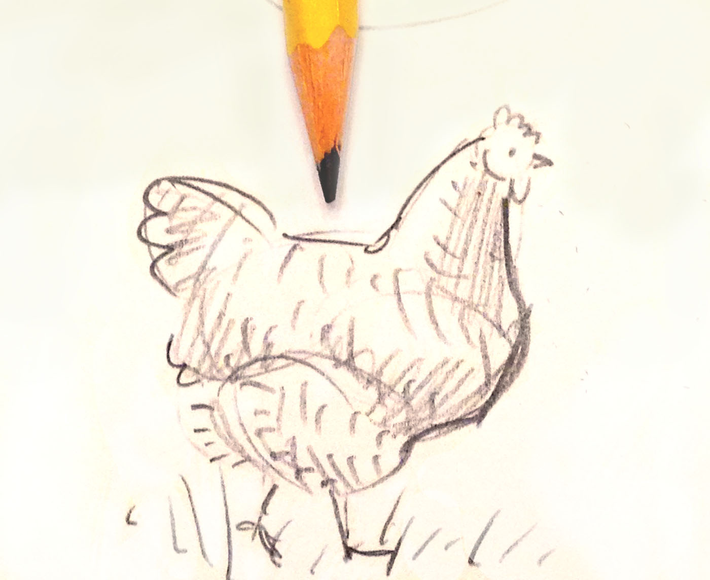Chicken Portrait Drawing by Graham Wallwork | Saatchi Art