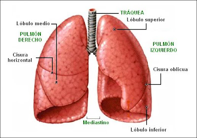 Lóbulos pulmonares