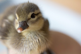 Cute baby mandarin duck swimming, cute baby duck, baby duck pictures