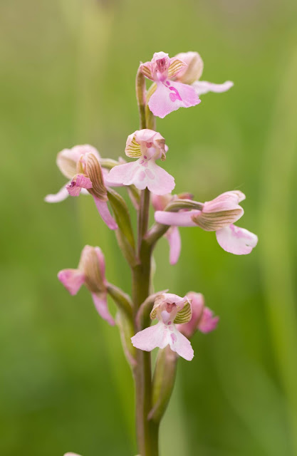 Green-winged Orchid - Muston Meadows, Leicestershire