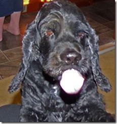 Bubba sticking his tongue out