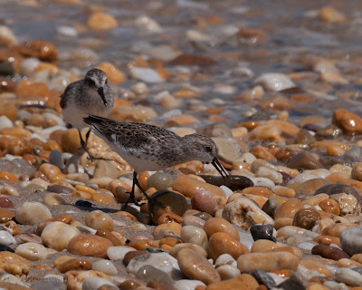 Sanderling with crab egg