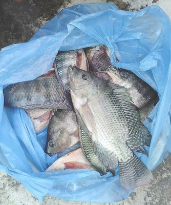  termasuk salah satu jenis ikan air tawar yang sangat mudah dalam perkembangbiakannya Jenis Umpan Mancing Ikan Nila Liar Yang Jitu