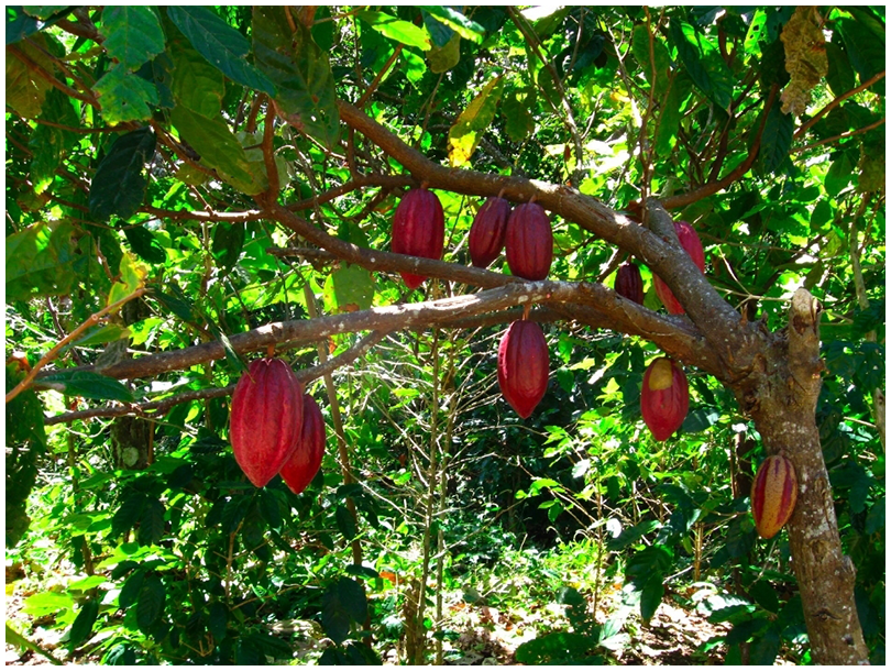 Cacao - Theobroma cacao( Arbore de cacao)