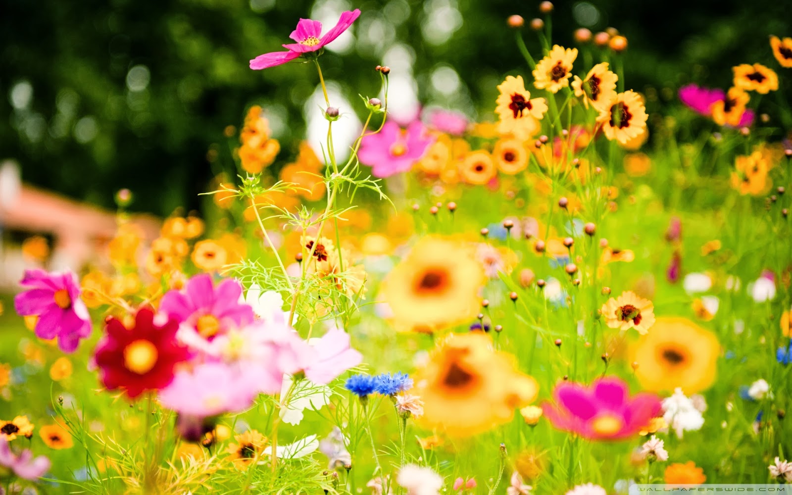 Summer flowers wallpaper - beautiful desktop wallpapers 2014