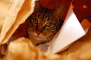 Cat in a bag