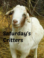 Saturday's Critters