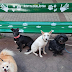 Tiszta kutyakomédia*: ismét átfestették a hírhedt ferencvárosi padot