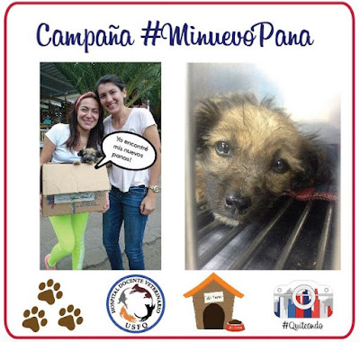 Con el apoyo del Hospital Docente de Especialidades Veterinarias USFQ y Fundación Segunda Oportunidad, #Quiteando arranca con la campaña #MiNuevoPana!