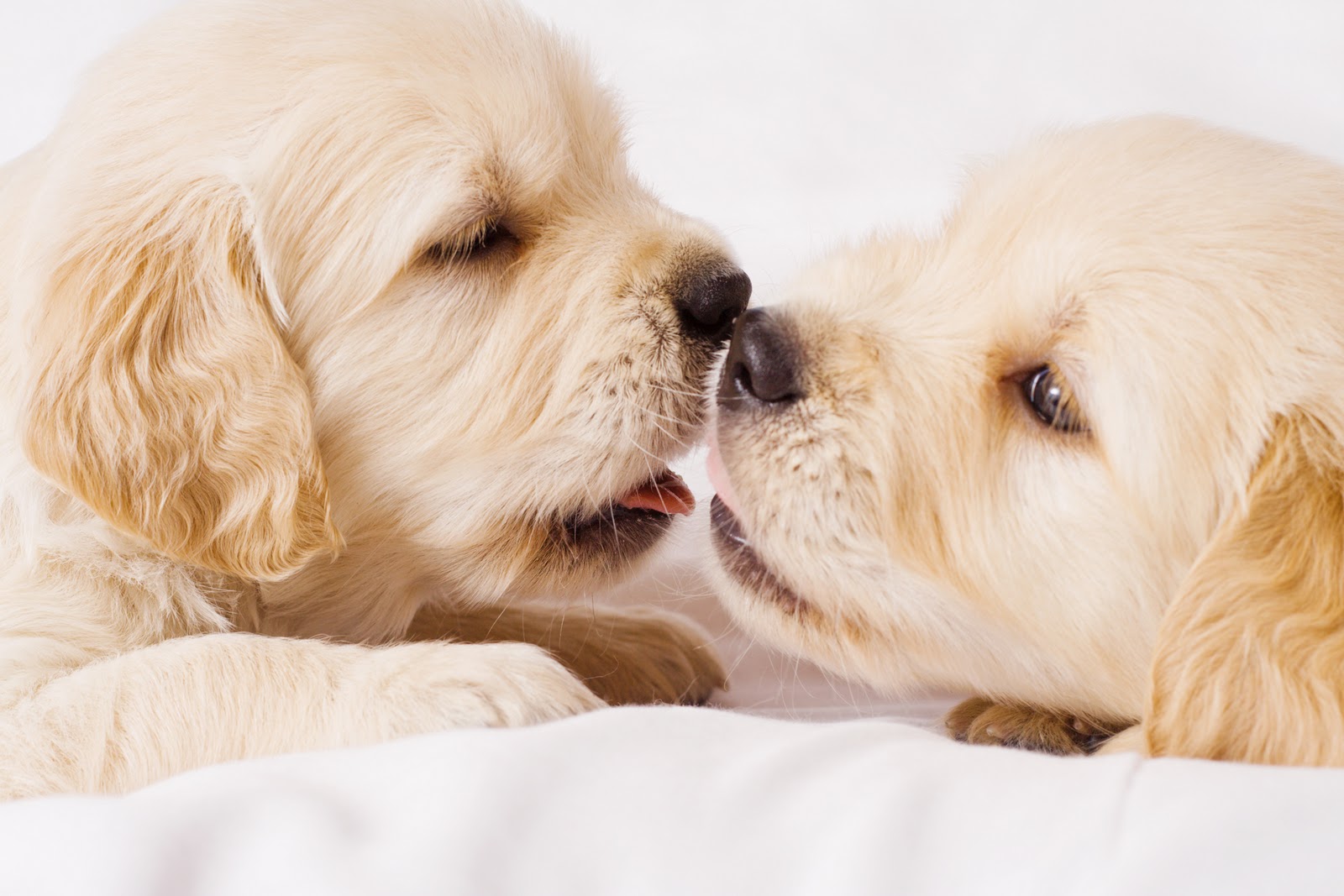Puppy Love | I Love You-Picture And Quotes