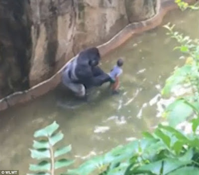 Cincinnati gorilla