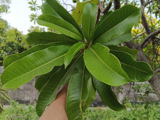 Daun Bintaro (Cerbera Manghas)