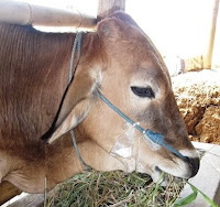 harga sapi qurban kambing kurban  2013 17