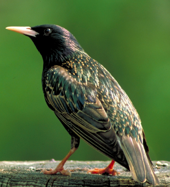 Jalak mutiara/common starling mp3