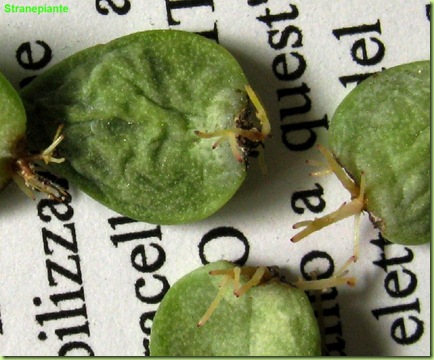 succulente talea di foglia