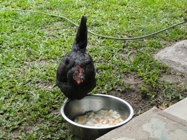 Chickens - homesteading in the urban backyard