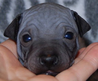 American Hairless Terrier Puppies Picture  