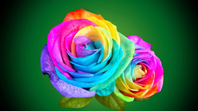 Rose wallpapers,(Rose photos,Rose pics,Rose pictures,Rose images,Rose day wallpapers,Flawers HD wallpaper)