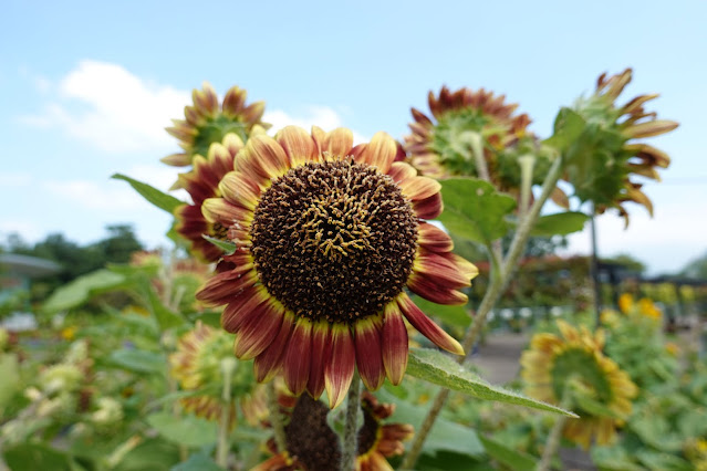 鳥取県西伯郡南部町鶴田　とっとり花回廊　エントランス展示　ヒマワリ（向日葵）