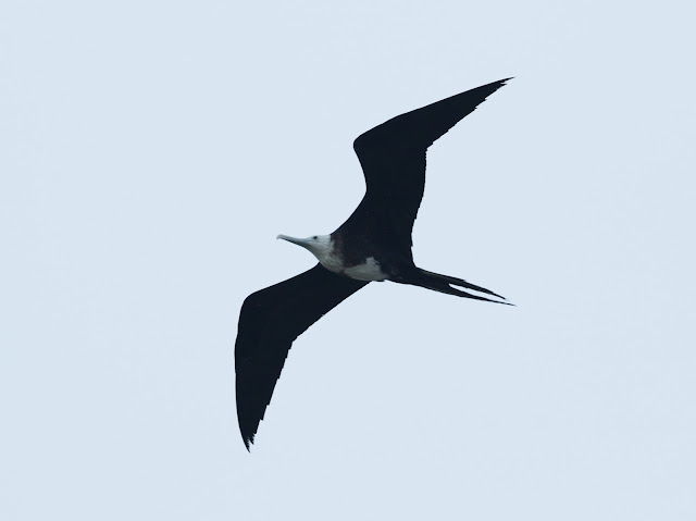 Magnificent Frigatebird - Florida