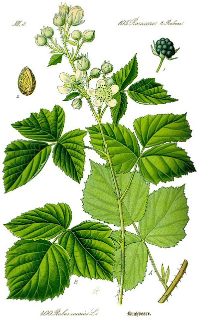 Ботаническая иллюстрация Rubus caesius