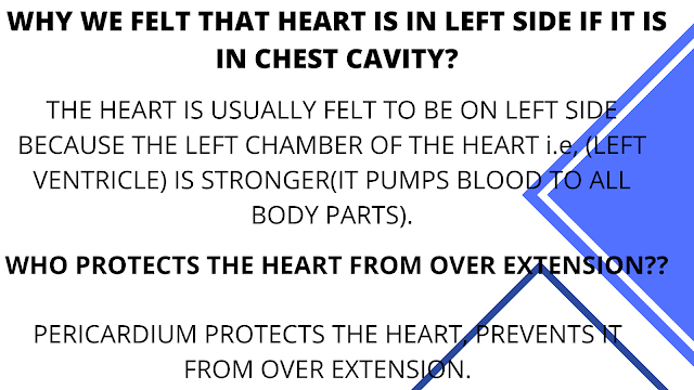 function of heart