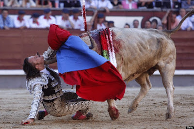 5. Banteng Menanduk Sang Matador.