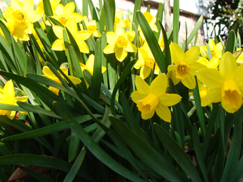 william wordsworth daffodils poem. william wordsworth daffodils